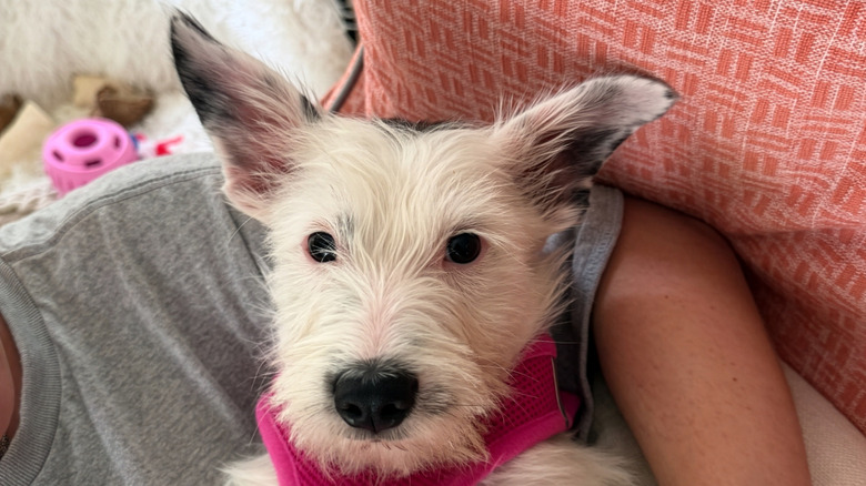 Close-up of little white dog being held in someone's arms