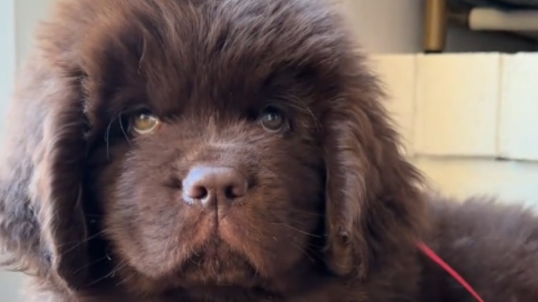 Copper the Newfoundland dog from TikTok has a serious puppy-dog stare.