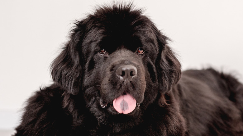 A closeup of a Newfoundland dog with its tongue out.