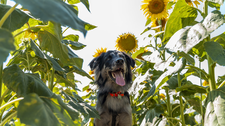 Italian Lagorai Shepherd puppy sitting among sunflowers in a field at sunset.