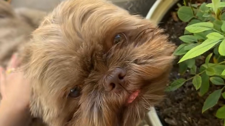 Brown Shih Tzu looks serenely forward beside a planter full of flowers.