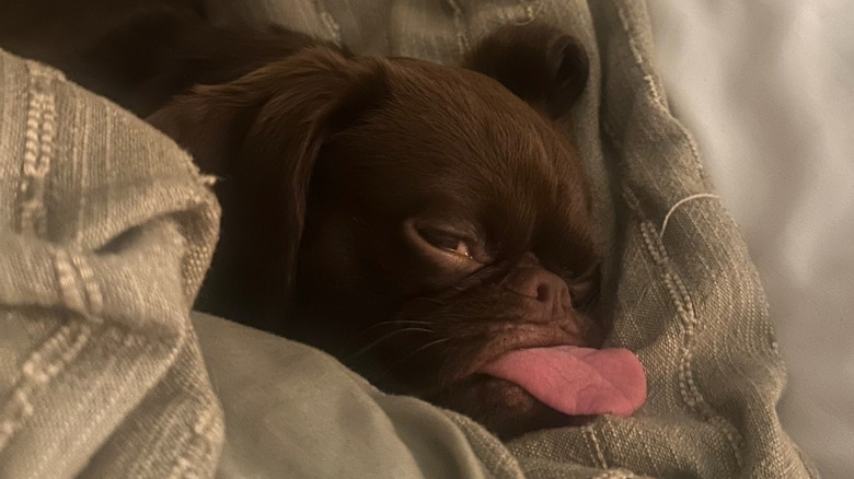 Dog with her tongue hanging out, lying on a blanket
