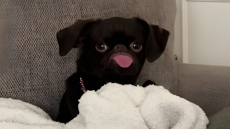 Dog with her tongue hanging out, sitting on the couch