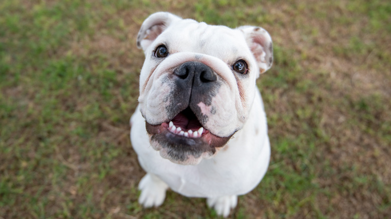 Outdoor portrait of a white English bulldog puppy.