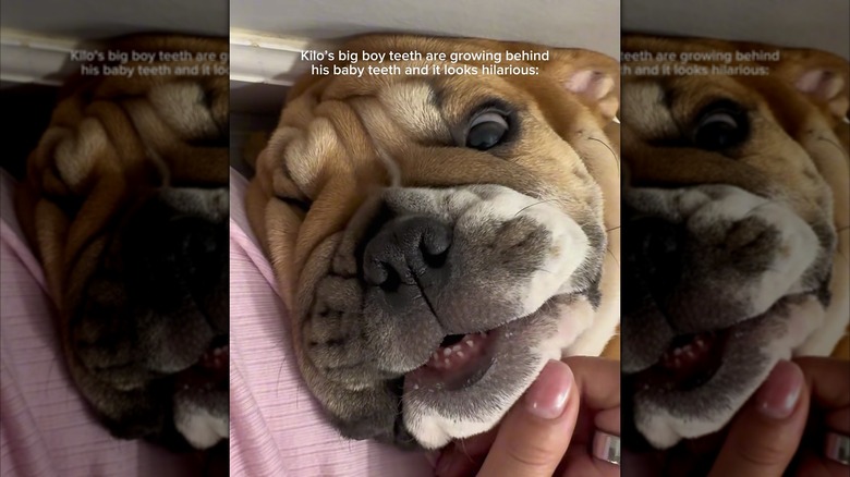 Bulldog puppy with two sets of teeth growing in