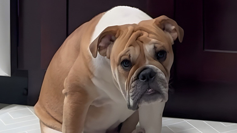 Bulldog puppy staring at the camera