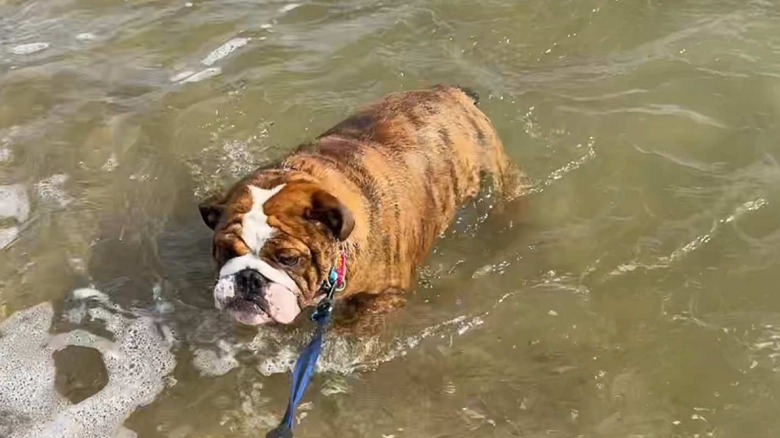 Bulldog wading through ocean water