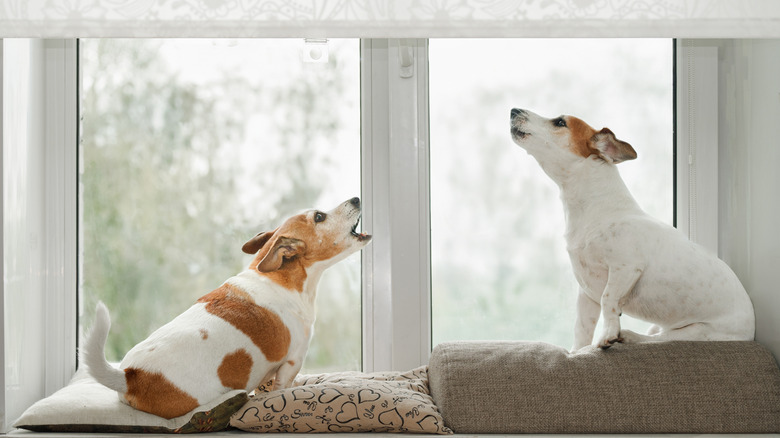 Two dogs in an window, howling, guarding and barking at what they see outside.