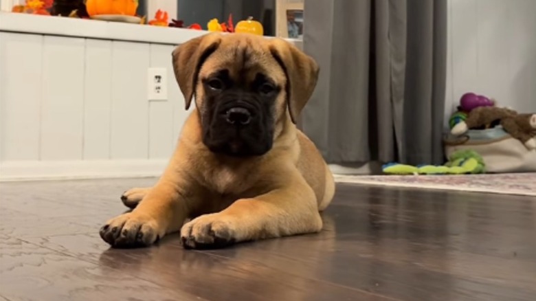 Bullmastiff puppy lying on hardwood floor