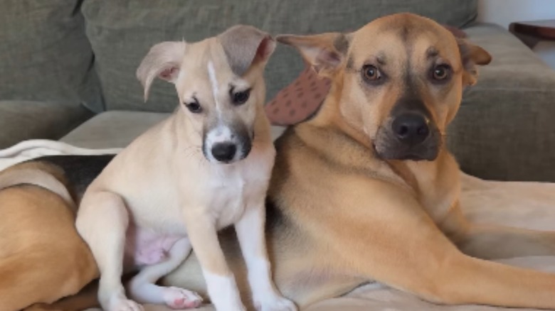 Cactus sitting with foster puppy Cowboy