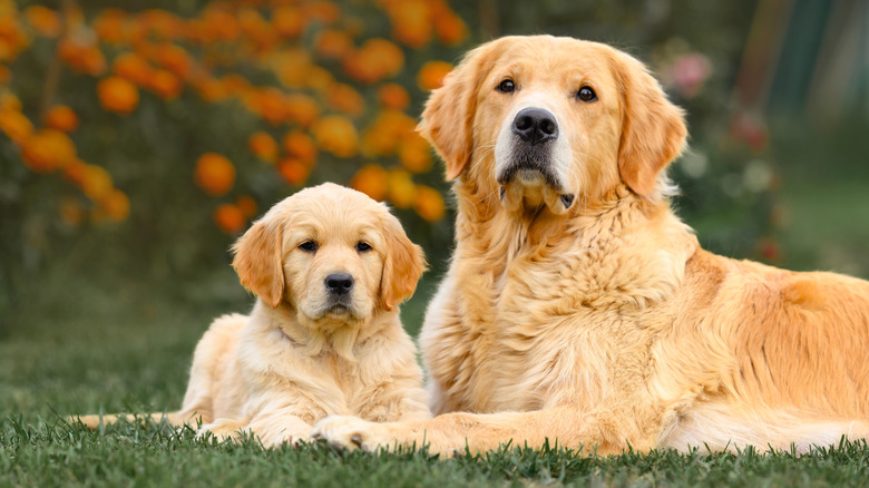 An adult golden retriever with a puppy