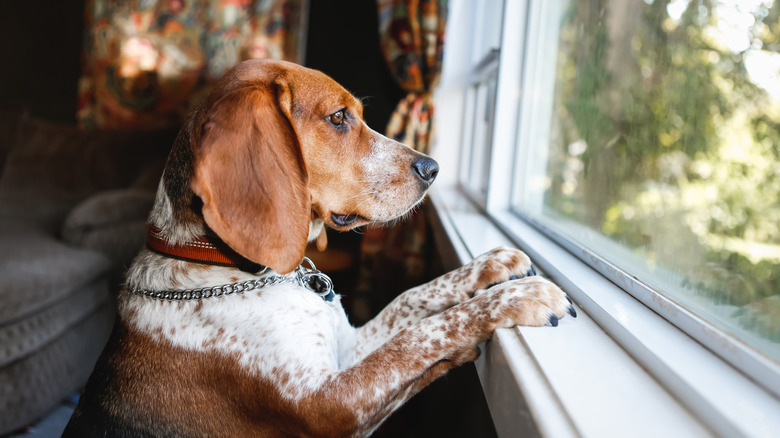 A dog with its paws on a windowsill looking outside