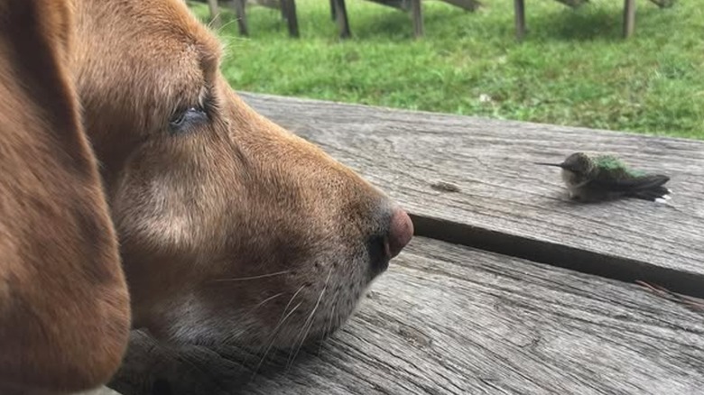 A dog stares at a hummingbird that is standing on top of a board