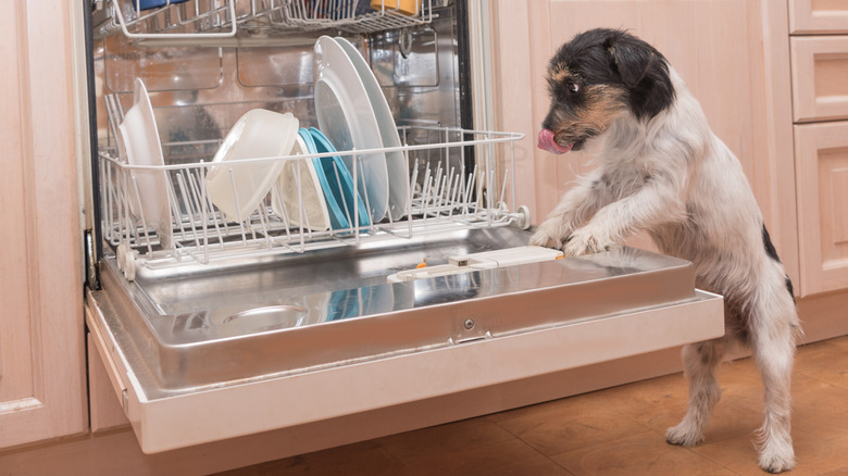 Small dog licking its snout with front paws in open dishwasher