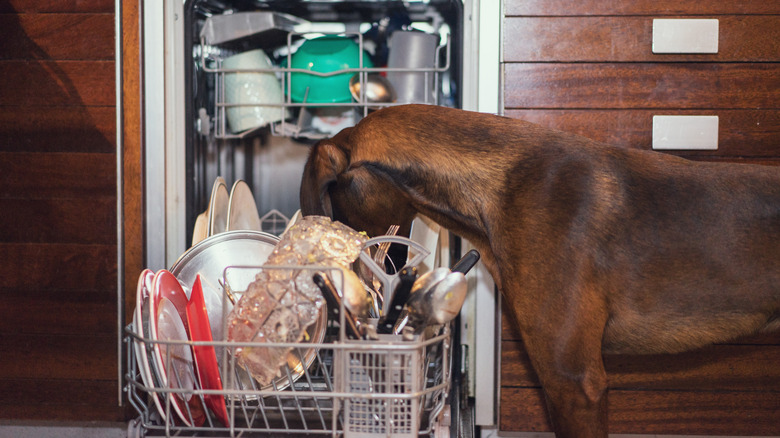 Large dog licking plates in dishwasher