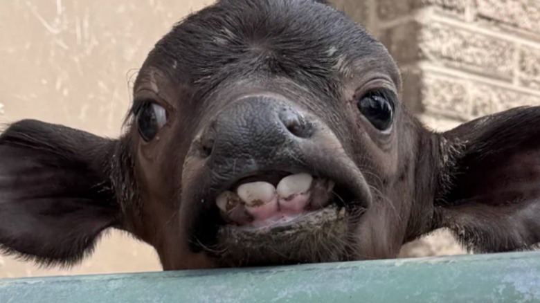Cape buffalo calf showed off its toothy underbite at the Denver Zoo.