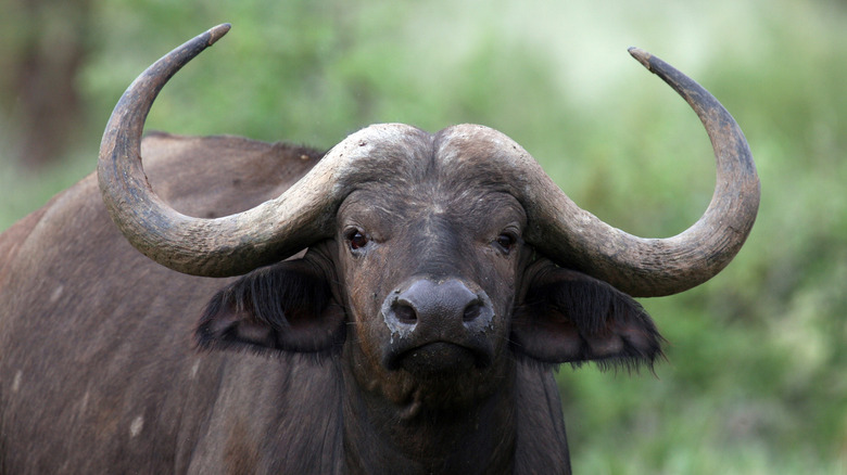 A cape buffalo shows off its horns in the wild.
