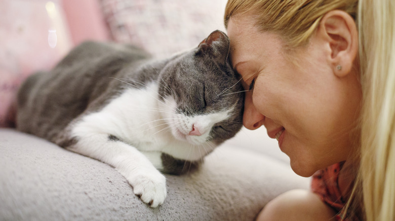 A gray and white cat rubbing its head on its owner's face