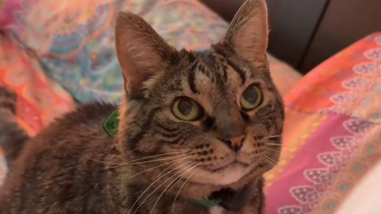 Close-up of a tabby cat on a bed staring at its owner