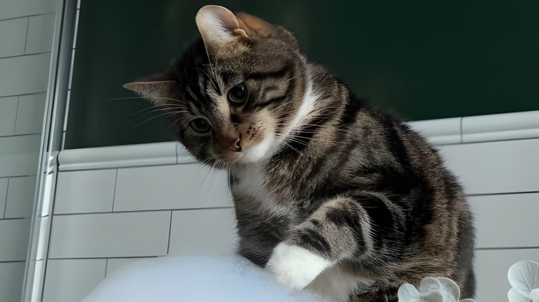 Cat delicately paws at bubbles in a bathtub