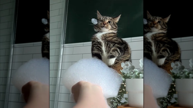 Cat tries to recoil from bubbles caught on his whiskers