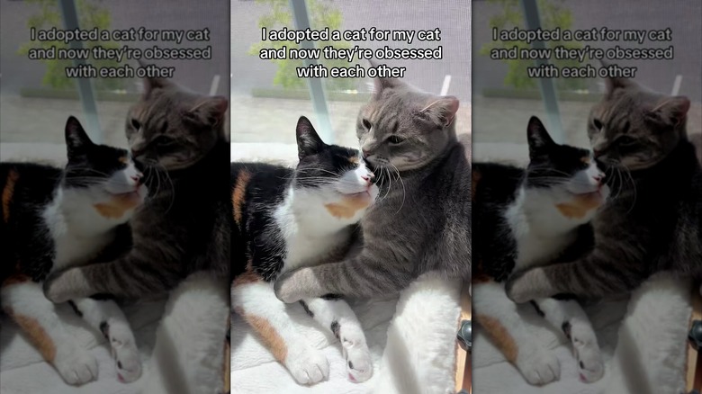 Gray cat grooming a calico cat's head