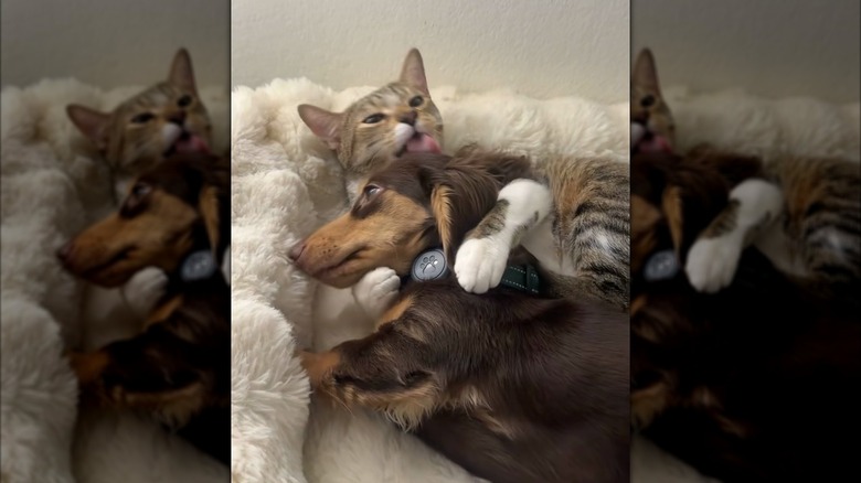 Cat grooming a mini dachshund
