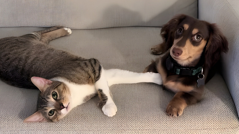 Cat and mini dachshund lying on the couch