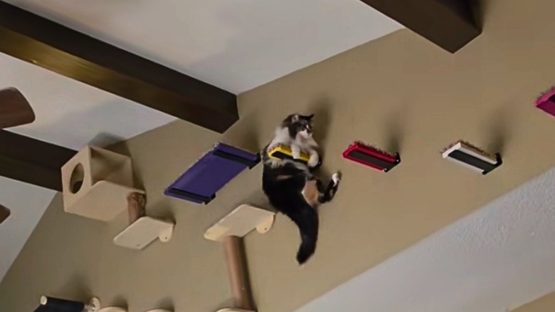 Large cat hangs from a ledge on the top of a tan wall.