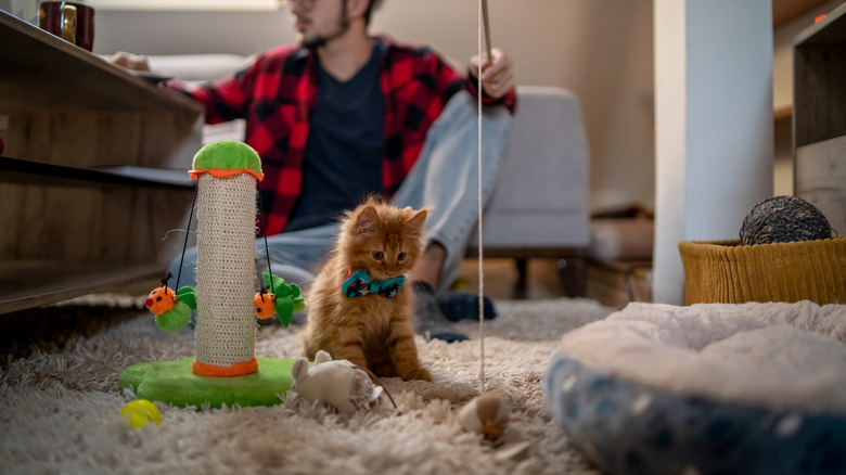 Kitten wearing bowtie in foreground with scratch post, toys, and cat bed, owner in background