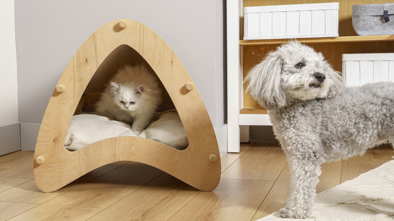 Fluffy cat inside triangle-shaped cave bed, with dog nearby