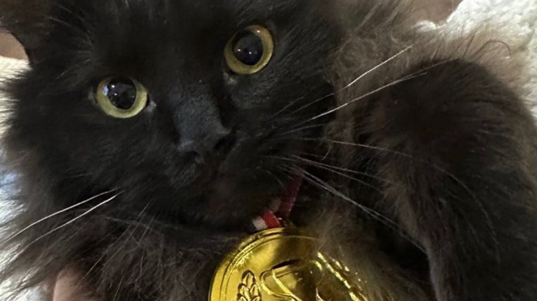 Close up of black ragdog cat staring straight ahead.