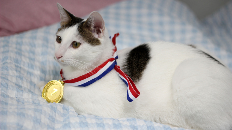 Japanese bobtail cat wearing a gold medal