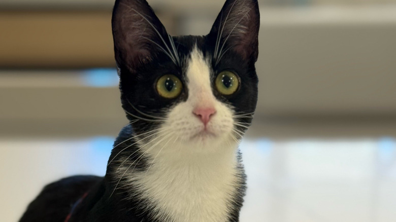 Close-up of a black-and-white cat's face