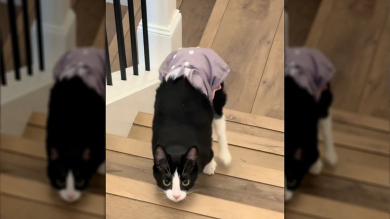 Black-and-white cat wearing a diaper climbs up wooden stairs