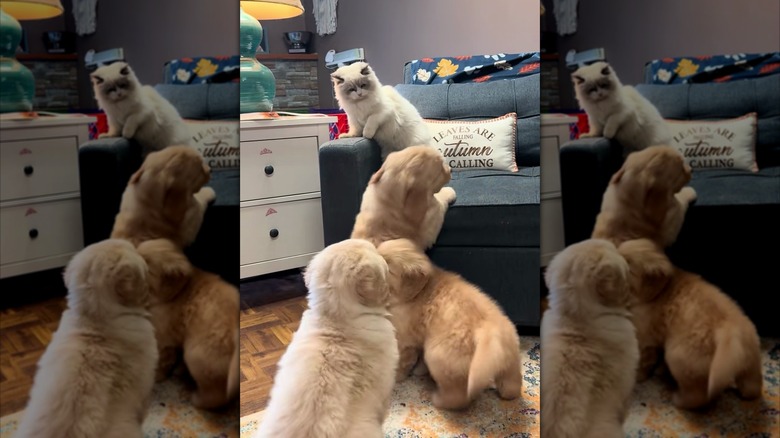 Kitten looking annoyed at three golden retriever puppies