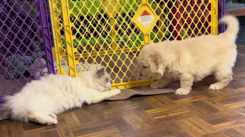 Kitten facing off against a golden retriever puppy