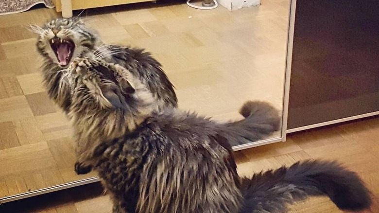 Cat yawns in front of mirror.