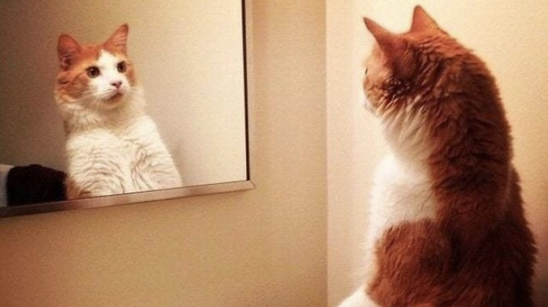 Ginger-white cat looking at their reflection in a bathroom mirror and shocked by what they are seeing.