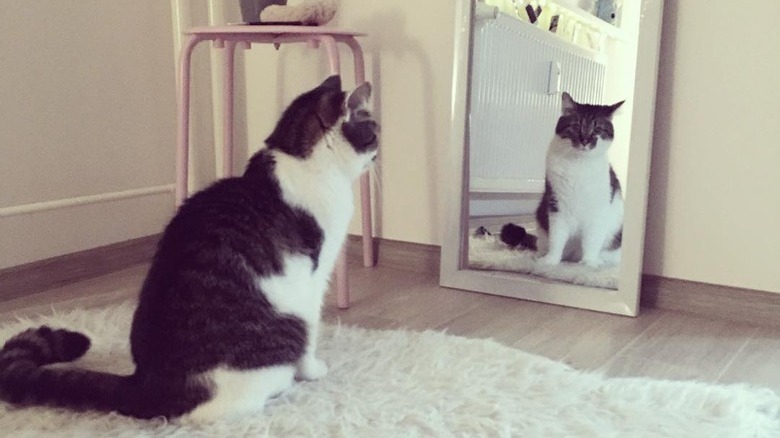 Cat stares at reflection in mirror.