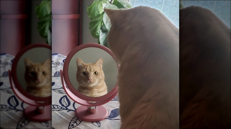 Cat stares at mirror.