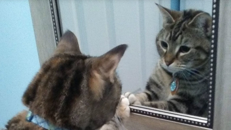 Cat reaching their paw out to touch a mirror while looking at their reflection.