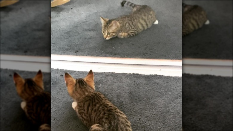 Cat crawls on ground towards mirror reflection.