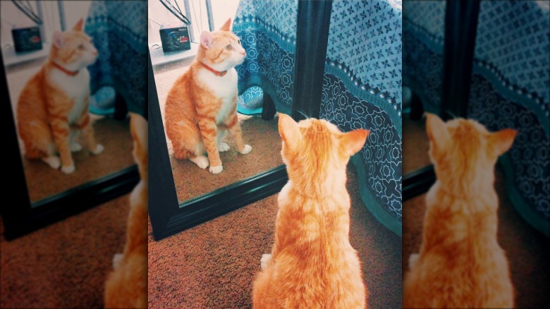 Orange cat looking at their reflection in a bedroom mirror.