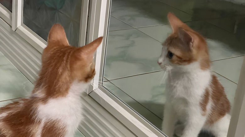 Cat looking in a mirror