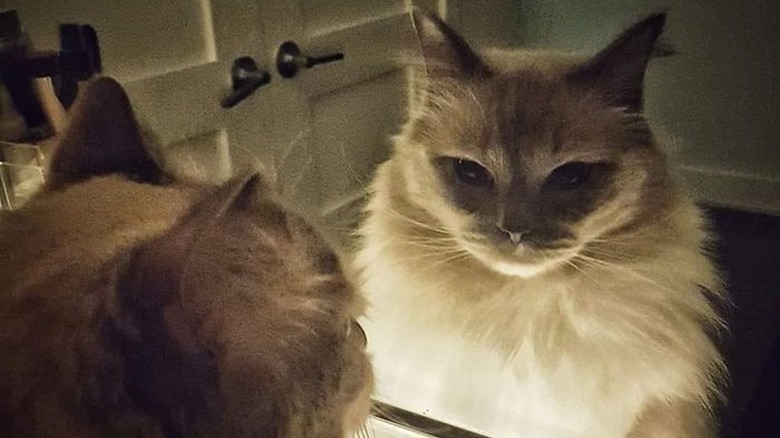 Cat with powerful aura stares at reflection in mirror.