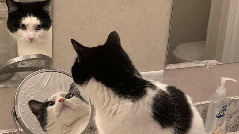 Black and white cat looking at their reflection through two mirrors.