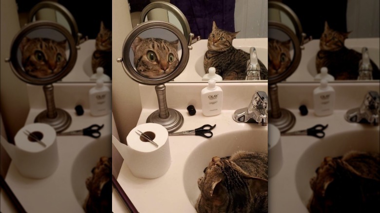 Cat in sink staring at reflection in vanity mirror.