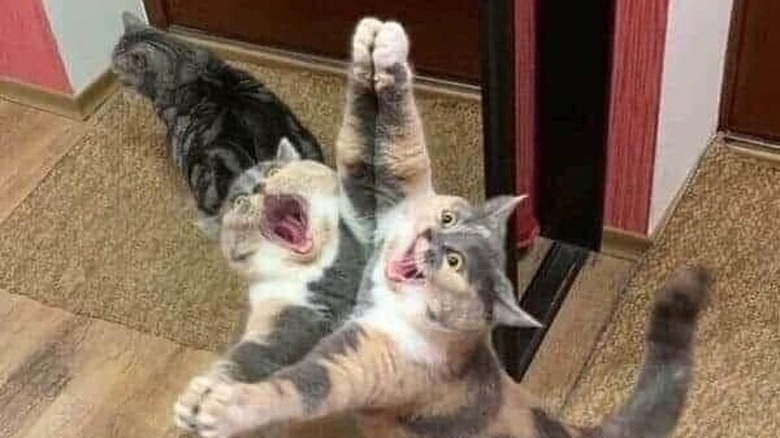 Cat screams against mirror.
