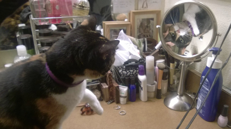 Cat looking at their upside down reflection in a magnifying mirror.